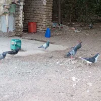 کفتر