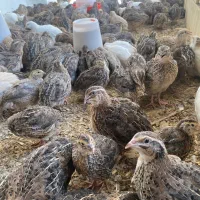 نیمچه گوشتی بلدرچین|حیوانات مزرعه|مشهد, هنرستان|دیوار