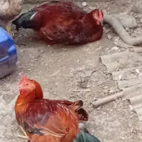 حنایی خروس ،غاز