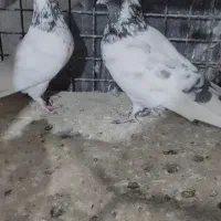 کبوتر  کله دم سبز