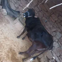 گاو و گوساله نر  بفروش میرسد|حیوانات مزرعه|اندیکا, |دیوار