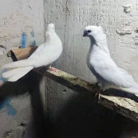 کبوتر