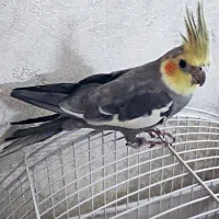 عروس هلندی نر|پرنده|تهران, اتابک|دیوار