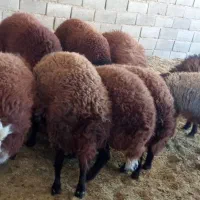 بره چاق مناسب قوچ و کشتار بیرجند|حیوانات مزرعه|بیرجند, |دیوار