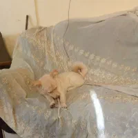 سگ کوچولو خونگی