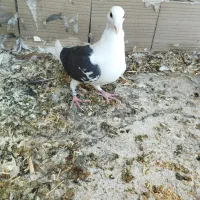 نر پشتدار آلمانی