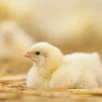 استخدام نیروی کار مرغداری