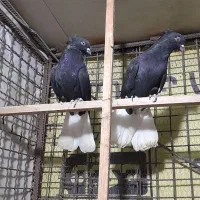 کبوتر رنگی|پرنده|قزوین, |دیوار