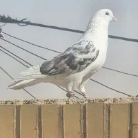 کفتر مهر مهر دو کت سرور