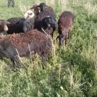 بره ماده قزل و قره قزل