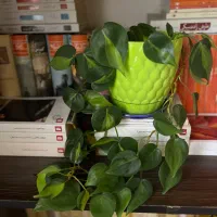 گل و گیاه|گل و گیاه طبیعی|بندر گناوه, |دیوار