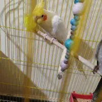 ۳ عدد طوطی سخن گو|پرنده|شاهین دژ, |دیوار