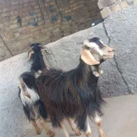 10راس بزغاله جهت نگهداری و قربانی|حیوانات مزرعه|کرج, حصارک پایین|دیوار