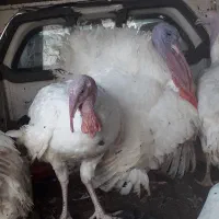 بقلمون گوشتی