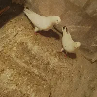 کبوتر پرشی غریب