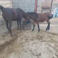 مادیون با قاطر نر|اسب و تجهیزات اسبسواری|چگنی, |دیوار