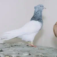 یک جفت کله ای و یا نرم کله الماسی|پرنده|اندیمشک, |دیوار