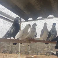 کبوتر اصیل|پرنده|ماهدشت, |دیوار