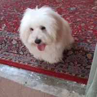 چیکو (نژادشیتسو تریر)