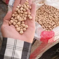 نخود بهاره کرمانشاه  سورت شده کیسه ۳۰ کیلوی