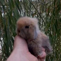 خرگوش لوپ.مینیاتوری.و انقورا|موش و خرگوش|تبریز, |دیوار