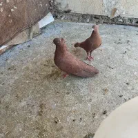 لوازم تحریر مداد خودکار دفتر طرح دار کفتری کبوتر