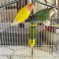 طوطی ملنگو ، برزیلی ، عروس و مرغ عشق