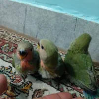 جوجه طوطی برزیلی|پرنده|ری, دیلمان|دیوار