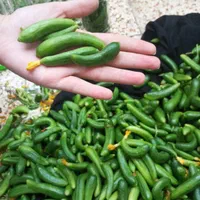 خیارشور خانگی|خوردنی و آشامیدنی|شیراز, ماه فیروزان|دیوار