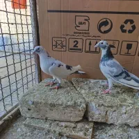 دوتا پلنگ نر هردو بضمانت شهرستانی