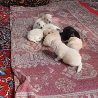طوله عشق پیتس6نر به فروش میرسه