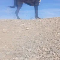 توله ۱۱ماهه|سگ|بستان آباد, |دیوار