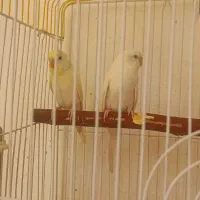مرغ عشق جفت