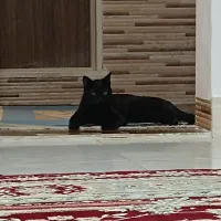 واگذاری گربه