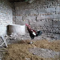 لاری|حیوانات مزرعه|مینودشت, |دیوار