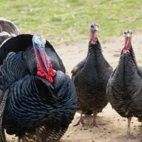 بوقلمون ارگانیک