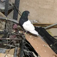 تعدادی کبوتر|پرنده|زاهدان, |دیوار