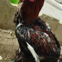 فروش خروس|حیوانات مزرعه|شیراز, لب آب|دیوار