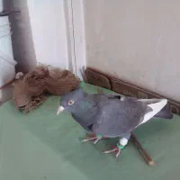 کبوتر سرکی قارا|پرنده|قزوین, |دیوار