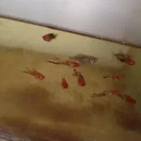 ماهی گوپی و دمشمیری و آکواریوم و لوازمش|ماهی|نجف‌آباد, امیرآباد|دیوار