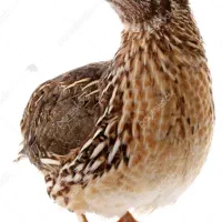 بلدرچین