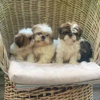 شیتزو سوپر فلت|سگ|کرمان, |دیوار