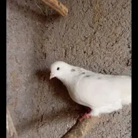 کبوتر|پرنده|رودسر, |دیوار