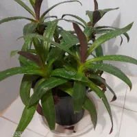 موسی درگهواره|گل و گیاه طبیعی|بروجرد, |دیوار