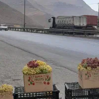 انگور کشمشی