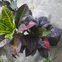 گل آپارتمانی|گل و گیاه طبیعی|بندر گناوه, |دیوار