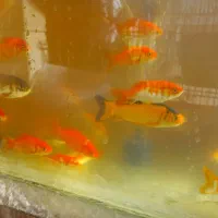 ماهی قرمز ماهی عید