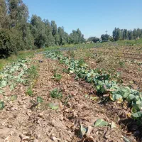 فروش کلم دامی