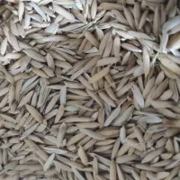 برنج صادراتی لوداب