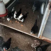 تخم مرغ  گلین لری